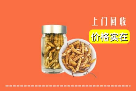 安州区回收散虫草